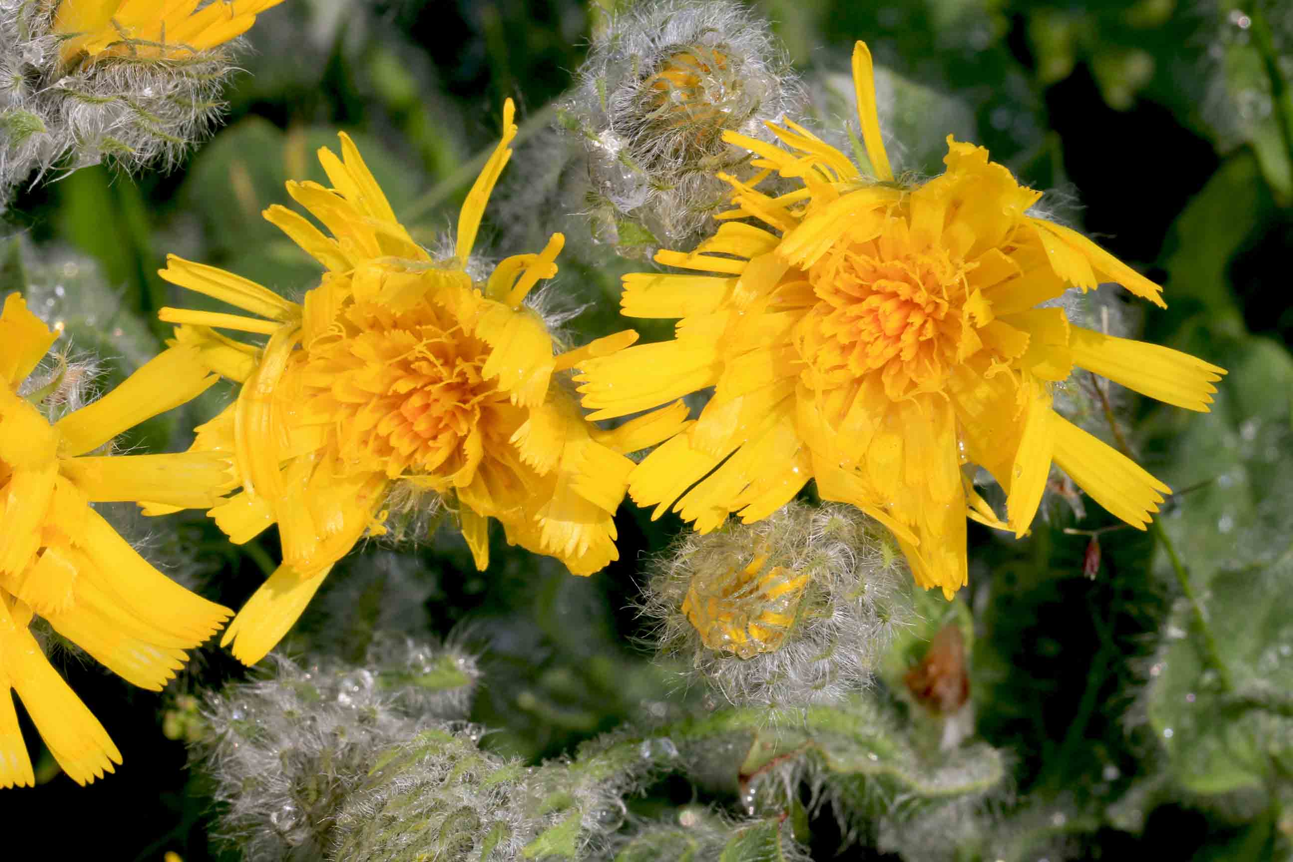 Hieracium villosum / Sparviere del calcare